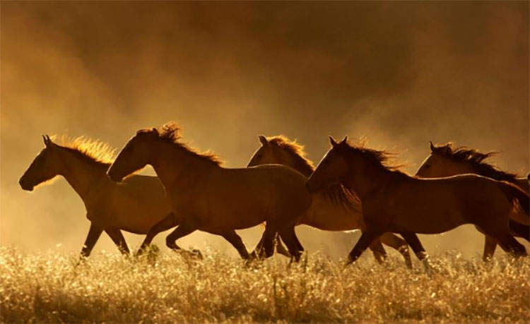 horses